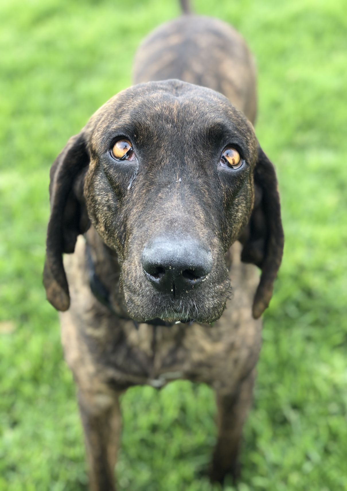 Willow